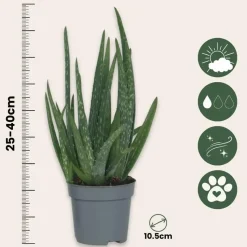 Aloë vera - Aloe barbadensis - Hoogte 25-40cm - ⌀10,5cm