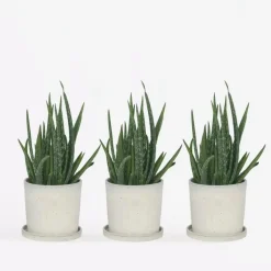 Aloë vera - Set van 3 - Aloe barbadensis - Hoogte 25-40cm - ⌀10,5cm