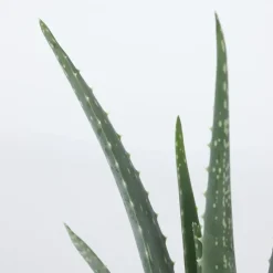 Aloë vera - Set van 3 - Aloe barbadensis - Hoogte 25-40cm - ⌀10,5cm