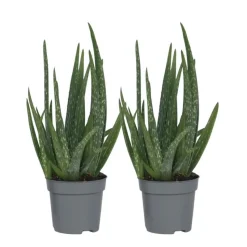 Aloë vera - Set van 2 - Aloe barbadensis - Hoogte 25-40cm - ⌀10,5cm