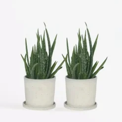 Aloë vera - Set van 2 - Aloe barbadensis - Hoogte 25-40cm - ⌀10,5cm