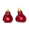 Amaryllis - Hippeastrum 'Wax Bordeaux' - Bloembol - Rood