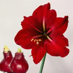 Amaryllis - Hippeastrum 'Wax Bordeaux' - Bloembol - Rood
