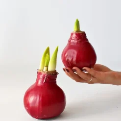 Amaryllis - Hippeastrum 'Wax Bordeaux' - Bloembol - Rood