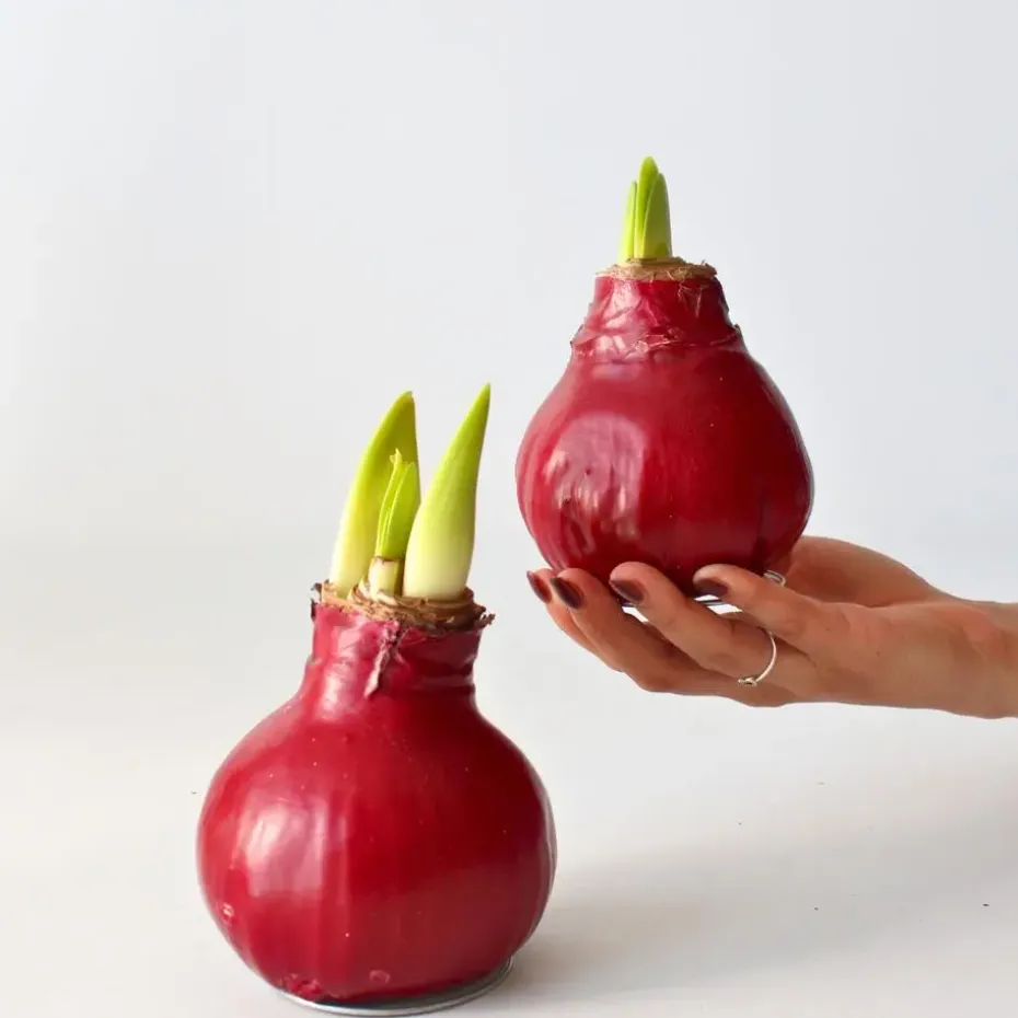 Amaryllis - Hippeastrum 'Wax Bordeaux' - Bloembol - Rood