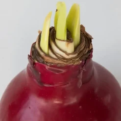 Amaryllis - Hippeastrum 'Wax Bordeaux' - Bloembol - Rood