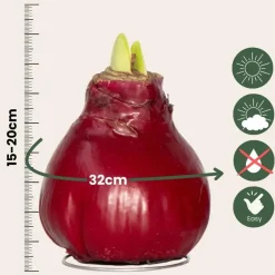 Amaryllis - Hippeastrum 'Wax Bordeaux' - Bloembol - Rood