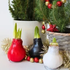 Amaryllis - Hippeastrum 'Wax Bordeaux' - Bloembol - Rood