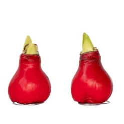 Amaryllis - Hippeastrum 'Wax Red' - Bloembol - Rood
