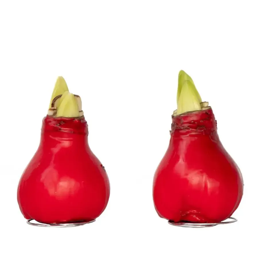 Amaryllis - Hippeastrum 'Wax Red' - Bloembol - Rood