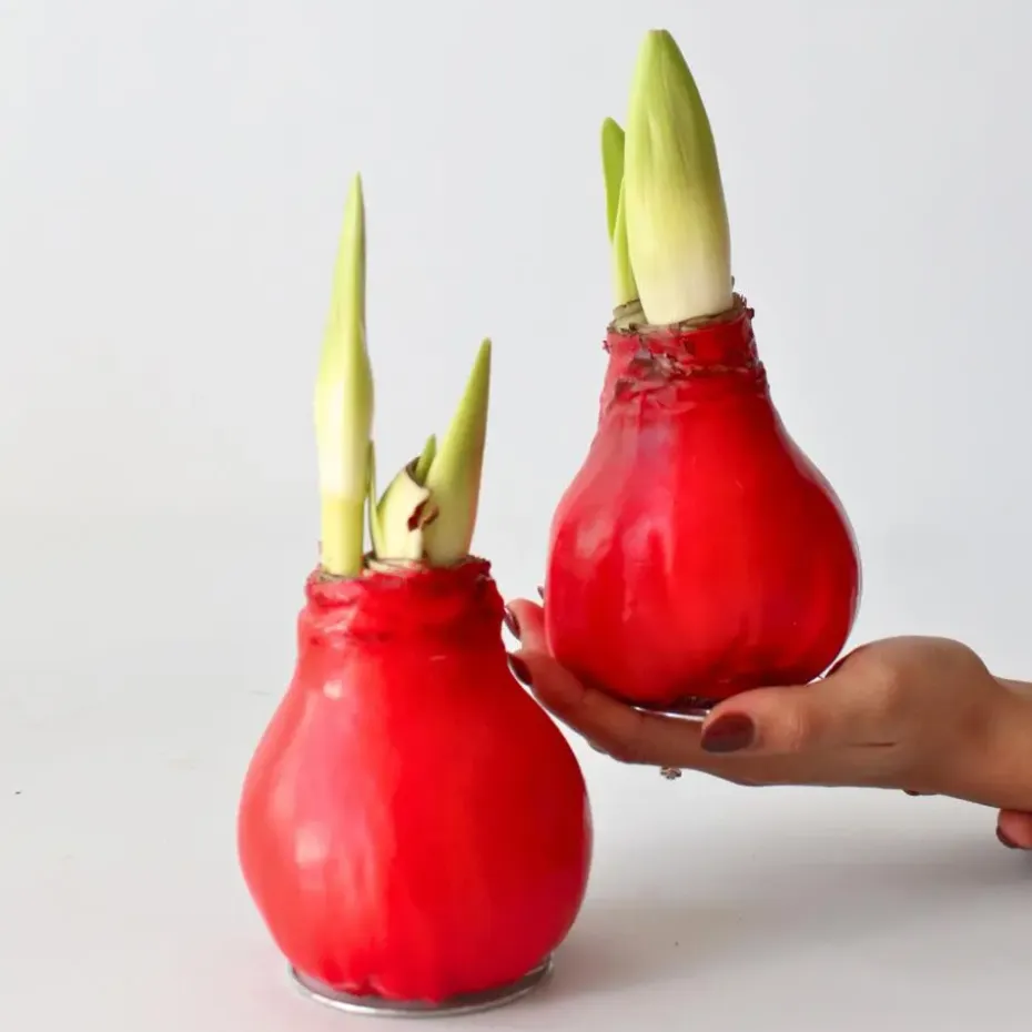 Amaryllis - Hippeastrum 'Wax Red' - Bloembol - Rood