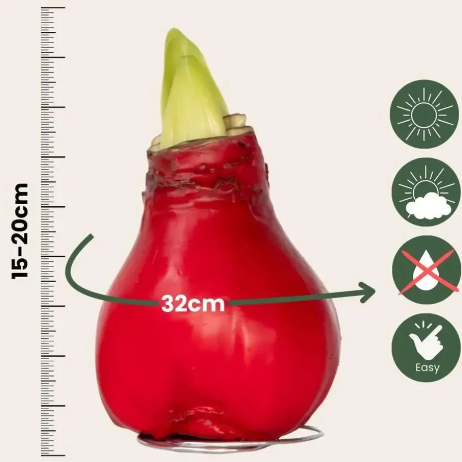 Amaryllis - Hippeastrum 'Wax Red' - Bloembol - Rood