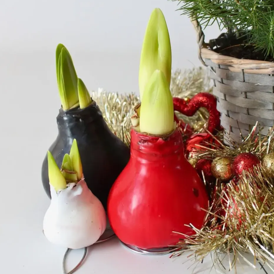 Amaryllis - Hippeastrum 'Wax Red' - Bloembol - Rood