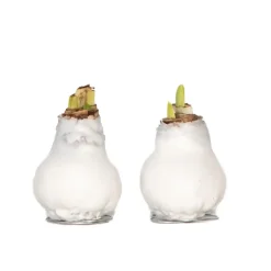 Amaryllis - Hippeastrum 'Wax White' - Bloembol - Rood