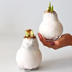 Amaryllis - Hippeastrum 'Wax White' - Bloembol - Rood