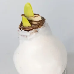 Amaryllis - Hippeastrum 'Wax White' - Bloembol - Rood