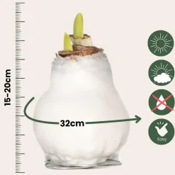 Amaryllis - Hippeastrum 'Wax White' - Bloembol - Rood