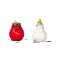 Amaryllis - Hippeastrum 'Wax Mix Red White' - Bloembol - Rood