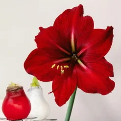 Amaryllis - Hippeastrum 'Wax Mix Red White' - Bloembol - Rood
