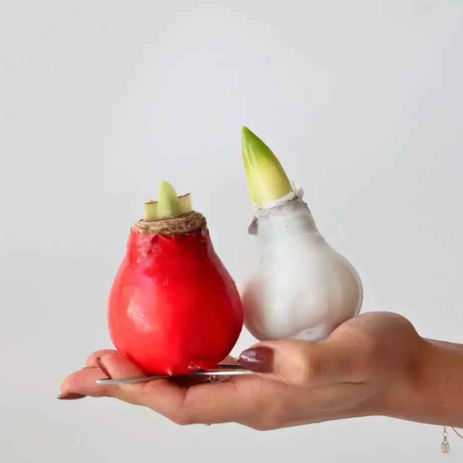 Amaryllis - Hippeastrum 'Wax Mix Red White' - Bloembol - Rood