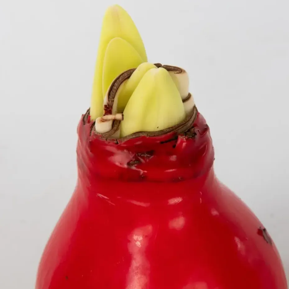 Amaryllis - Hippeastrum 'Wax Mix Red White' - Bloembol - Rood