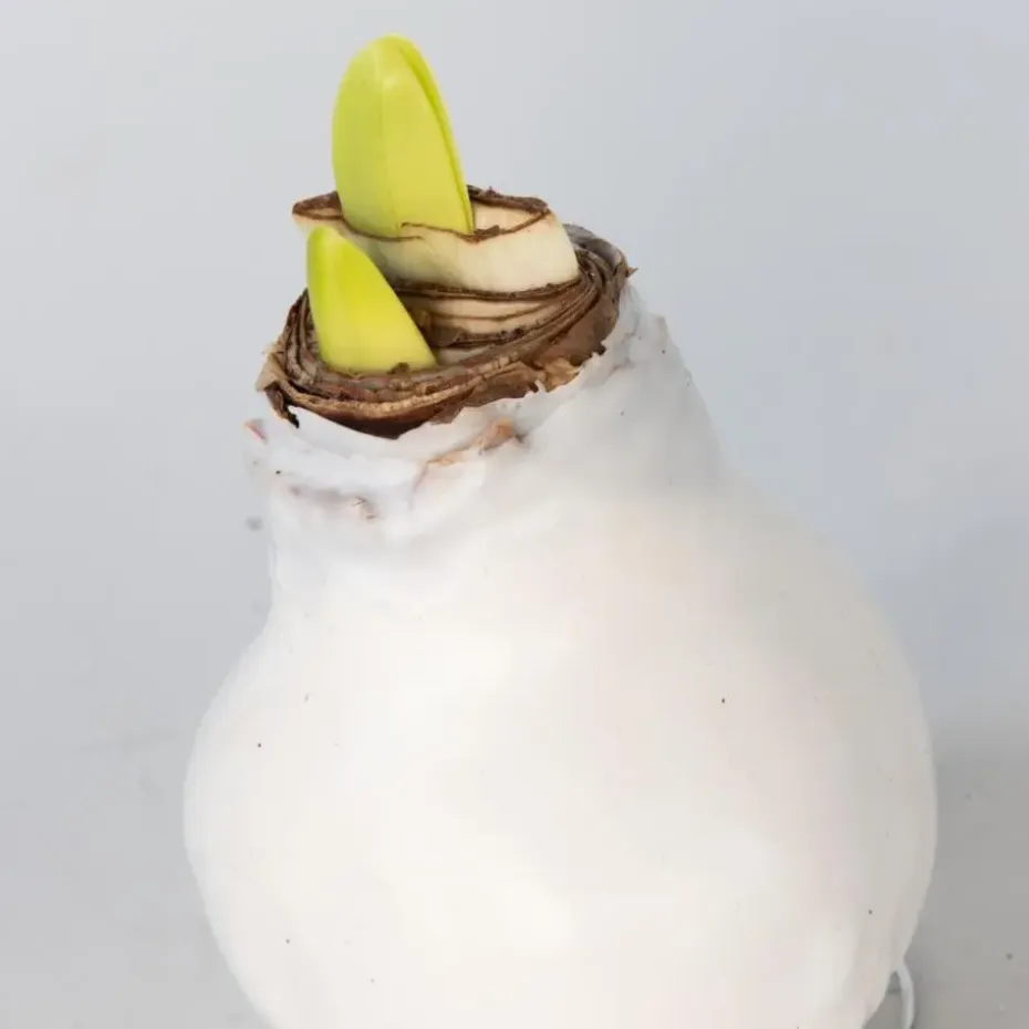 Amaryllis - Hippeastrum 'Wax Mix Red White' - Bloembol - Rood