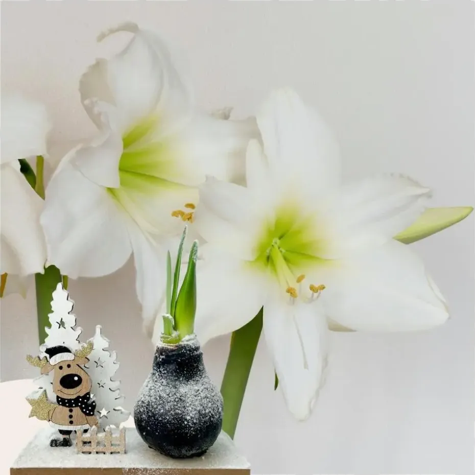 Amaryllis - Hippeastrum 'Winter Wonderland Reindeer'