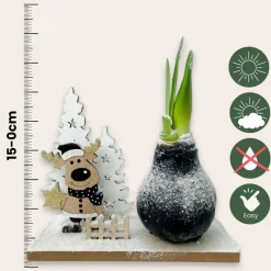 Amaryllis - Hippeastrum 'Winter Wonderland Reindeer'