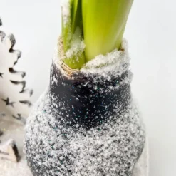 Amaryllis - Hippeastrum 'Winter Wonderland Reindeer'