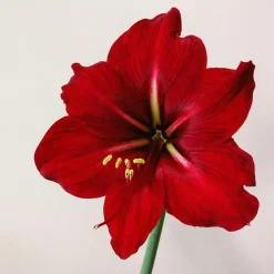 Amaryllis - Set van 3 - Hippeastrum 'Christmas Sweater' - Bloembol - Rood