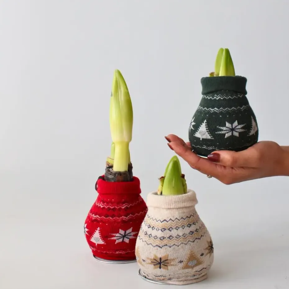 Amaryllis - Set van 3 - Hippeastrum 'Christmas Sweater' - Bloembol - Rood