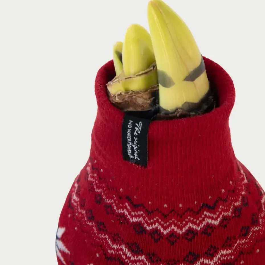 Amaryllis - Set van 3 - Hippeastrum 'Christmas Sweater' - Bloembol - Rood