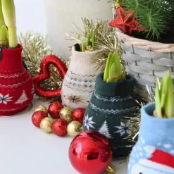 Amaryllis - Set van 3 - Hippeastrum 'Christmas Sweater' - Bloembol - Rood