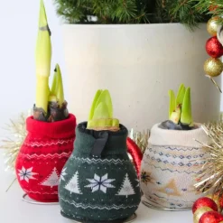 Amaryllis - Set van 3 - Hippeastrum 'Christmas Sweater' - Bloembol - Rood