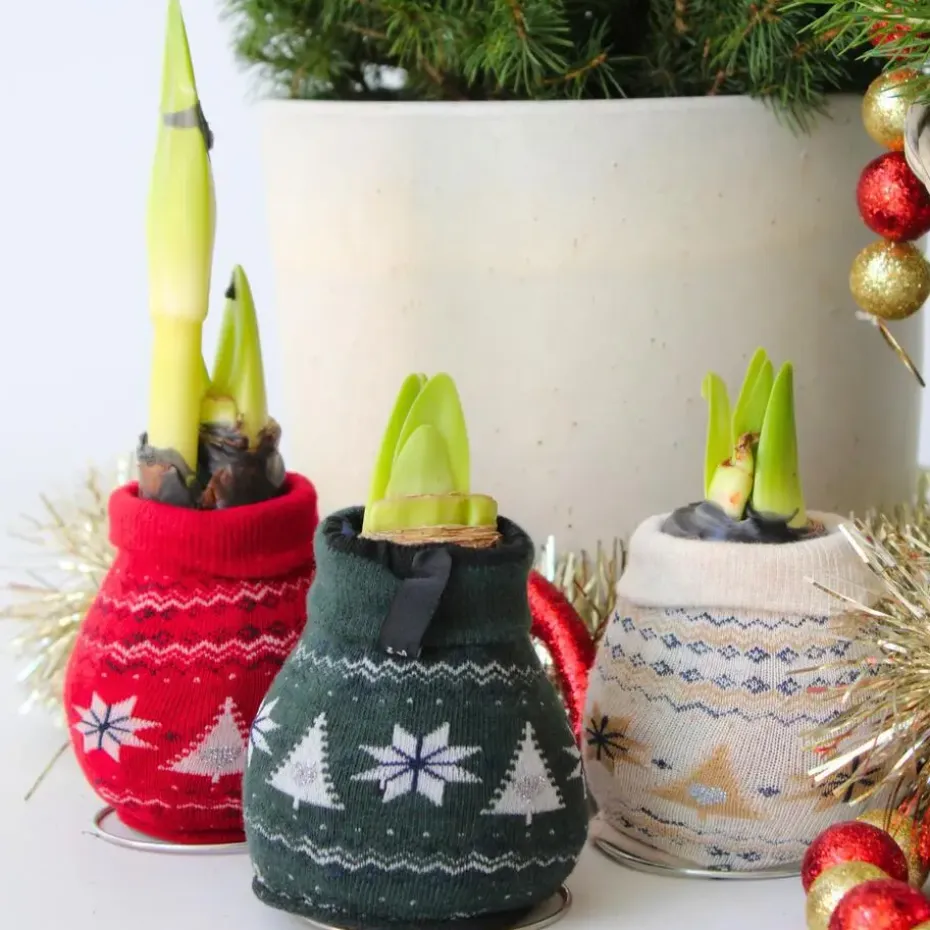Amaryllis - Set van 3 - Hippeastrum 'Christmas Sweater' - Bloembol - Rood