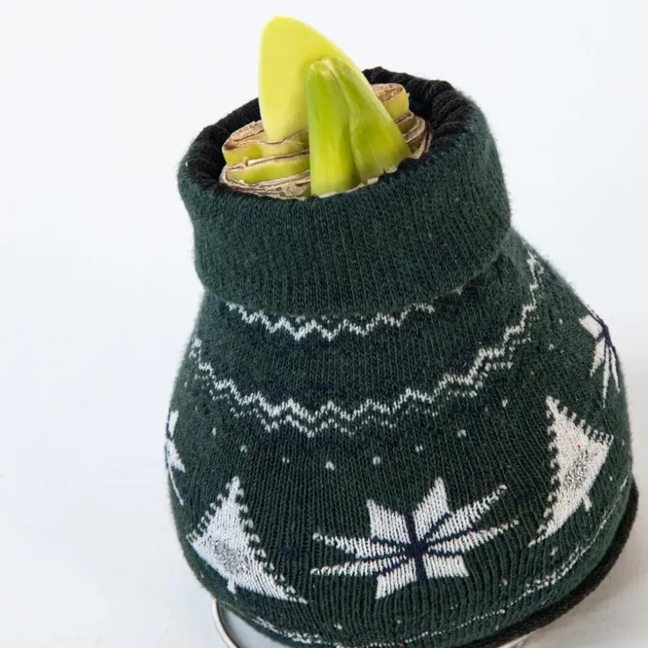 Amaryllis - Set van 3 - Hippeastrum 'Christmas Sweater' - Bloembol - Rood