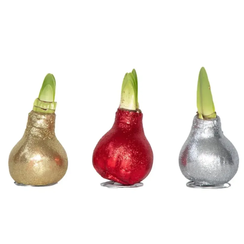 Amaryllis - Set van 3 - Hippeastrum 'Glitter Mix' - Bloembol - Rood