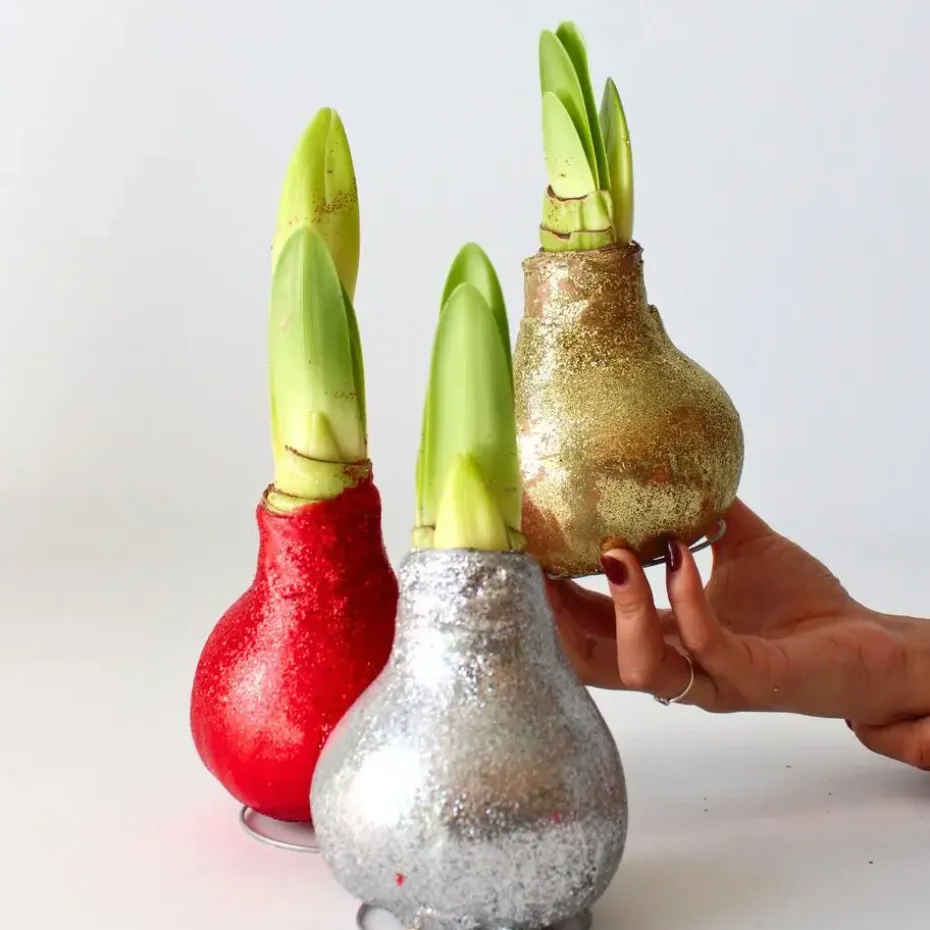 Amaryllis - Set van 3 - Hippeastrum 'Glitter Mix' - Bloembol - Rood