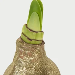 Amaryllis - Set van 3 - Hippeastrum 'Glitter Mix' - Bloembol - Rood