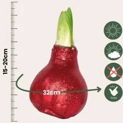 Amaryllis - Set van 3 - Hippeastrum 'Glitter Mix' - Bloembol - Rood