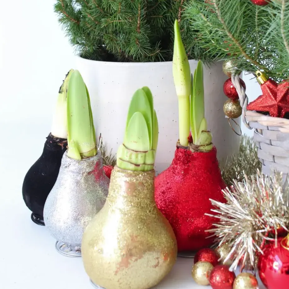 Amaryllis - Set van 3 - Hippeastrum 'Glitter Mix' - Bloembol - Rood