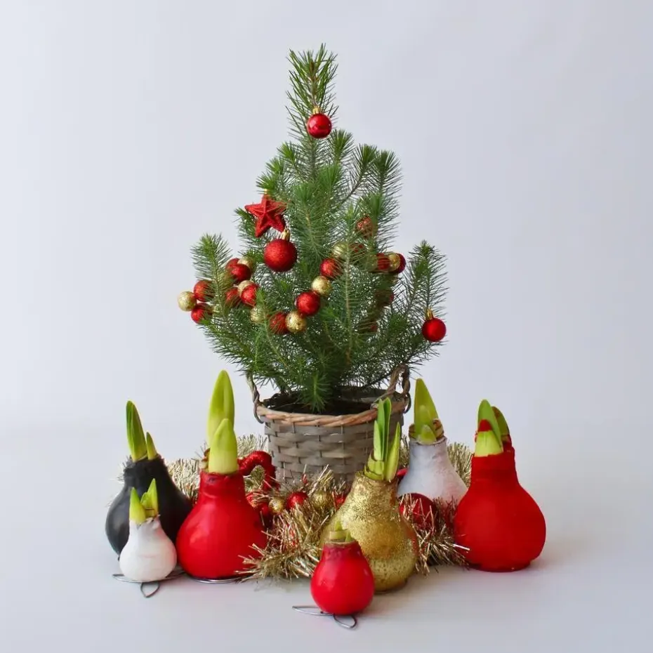 Amaryllis - Set van 3 - Hippeastrum 'Glitter Mix' - Bloembol - Rood