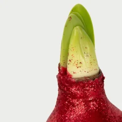 Amaryllis - Set van 3 - Hippeastrum 'Glitter Mix' - Bloembol - Rood