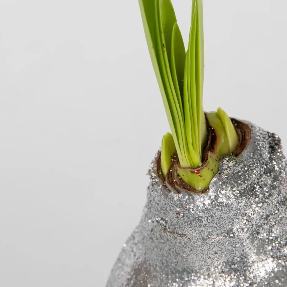 Amaryllis - Set van 3 - Hippeastrum 'Glitter Mix' - Bloembol - Rood