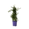 Amerikaanse sering - Ceanothus thyrsiflorus Repens - Hoogte 60-70cm - ⌀17cm