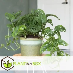 Apenmasker - Monstera adansonii 'Monkey Mask' - Hoogte 25-30cm - ⌀12cm