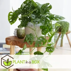 Apenmasker - Monstera adansonii 'Monkey Mask' - Hoogte 25-30cm - ⌀12cm