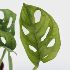 Apenmasker - Set van 2 - Monstera 'Monkey Mask' - Hoogte 25-30cm - ⌀12cm