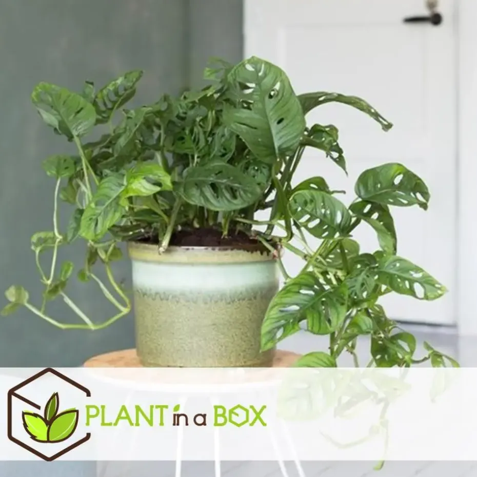 Apenmasker - Set van 2 - Monstera 'Monkey Mask' - Hoogte 25-30cm - ⌀12cm