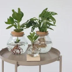 Apenmasker in glas - Monstera adansonii 'Monkey Mask' - Hoogte 25-35cm - ⌀20cm